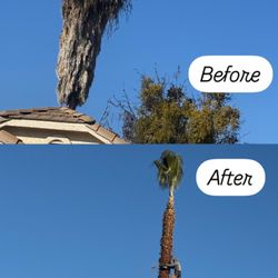 Martinez Landscape - Pruning palms