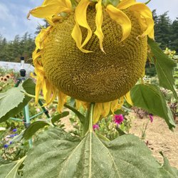 The Little Farm on Olga Road - Sunflower