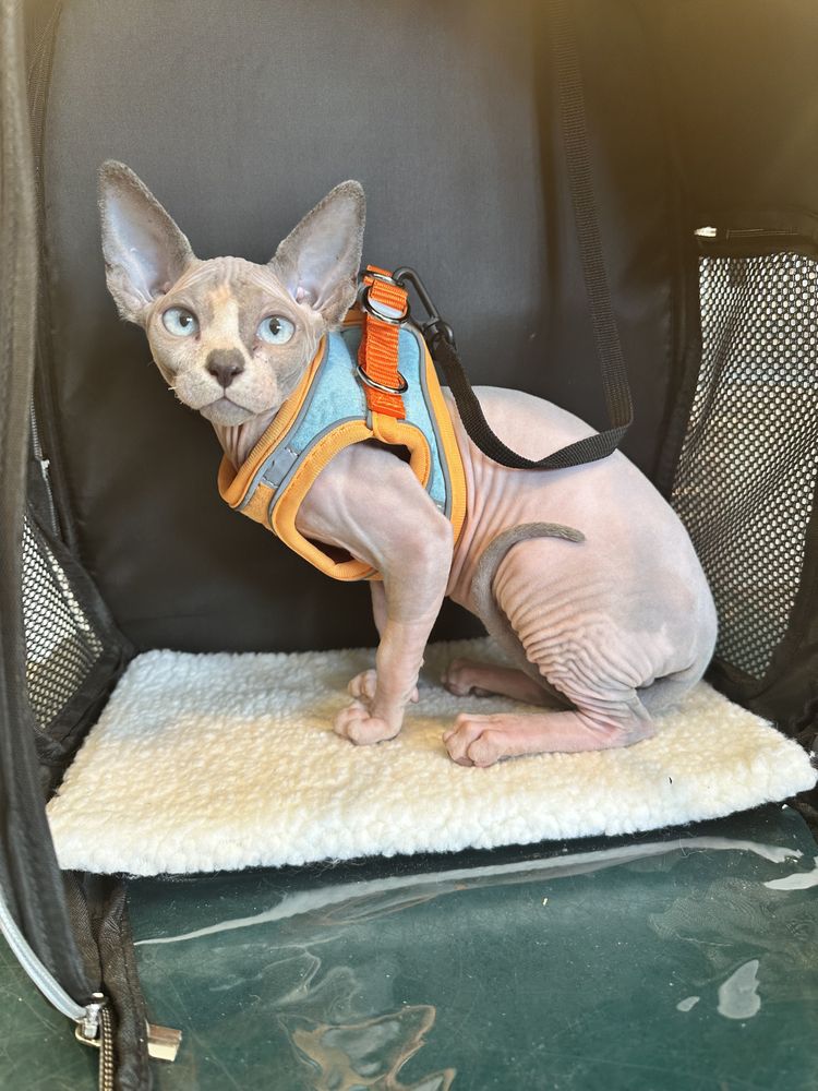 GOOD GROUND ANIMAL HOSPITAL Updated September 2024 19 Photos & 22 Reviews 238 W Montauk