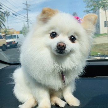 Sung's Grooming Studio - Pet Groomers Near Me - Studio City, California Sung's Grooming Studio - Pet Groomers Near Me - Studio City, California