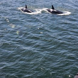 Killer whales. Killer whales.