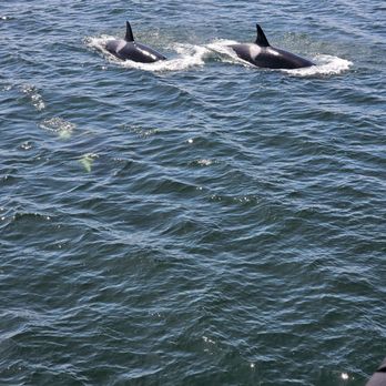 Island Adventures Whale Watching - Killer whales. - Whale Watching Tours Near Me - Anacortes, Washington Island Adventures Whale Watching - Killer whales. - Whale Watching Tours Near Me - Anacortes, Washington