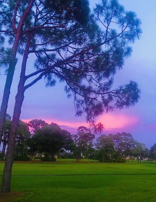 Palmetto-Pine Country Club by null
