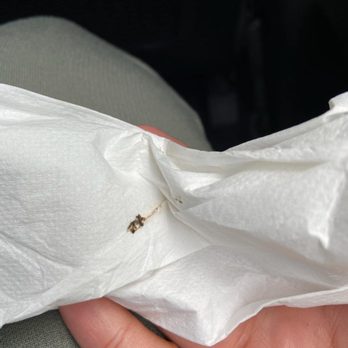 Hertz Rent A Car - Infestation of baby roaches!!! - Car Rental Near Me - Miami, Florida Hertz Rent A Car - Infestation of baby roaches!!! - Car Rental Near Me - Miami, Florida