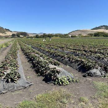 Blue House Farm - Farmers Market Near Me - San Gregorio, California