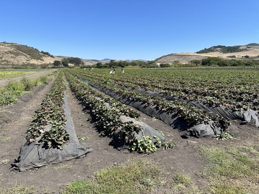 Blue House Farm Strawberry U-Pick and Farmstand by null