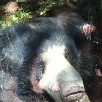 Zoo Boise - Sloth Bear! - Zoos Near Me - Boise, Idaho