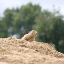 Wingham Wildlife Park