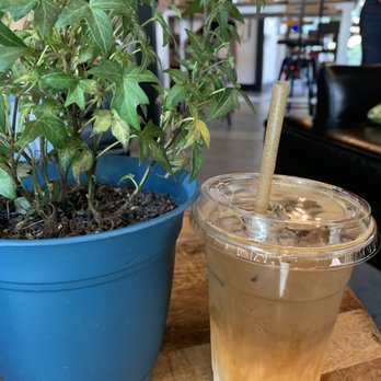 Grassroots Kava House - Iced Latte - Coffee & Tea Near Me - Tampa, Florida Grassroots Kava House - Iced Latte - Coffee & Tea Near Me - Tampa, Florida
