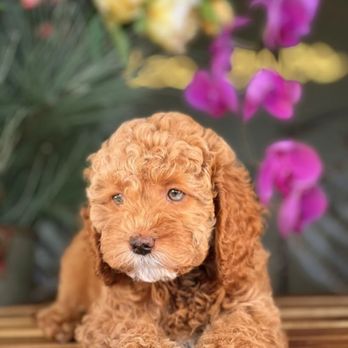 Puppy Palace - Pet Breeders Near Me Puppy Palace - Pet Breeders Near Me