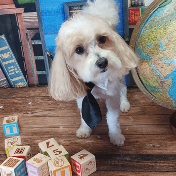 Royalty Groomers - Pet Groomers Near Me - Waipahu, Hawaii