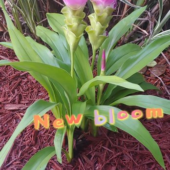 Lowe's Home Improvement - My flowers are thriving. - Hardware Stores Near Me - Jacksonville, Florida Lowe's Home Improvement - My flowers are thriving. - Hardware Stores Near Me - Jacksonville, Florida