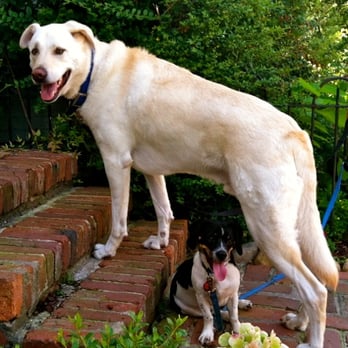 Saving Grace Pet Care - We can't choose your dog's friends...but we can make suggestions! Birch and Bronco have become best buddies! - Dog Walkers Near Me Saving Grace Pet Care - We can't choose your dog's friends...but we can make suggestions! Birch and Bronco have become best buddies! - Dog Walkers Near Me