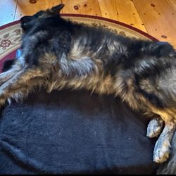 Holistic Animal Wellness - Getting a treatment with Dr. Cianelli :)