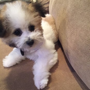 Perfect Pet Salon - Pet Groomers Near Me - Concord, California Perfect Pet Salon - Pet Groomers Near Me - Concord, California