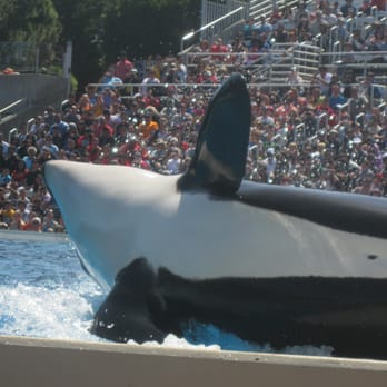 Shamu Show: Believe - Arts & Entertainment Near Me - San Diego, California Shamu Show: Believe - Arts & Entertainment Near Me - San Diego, California