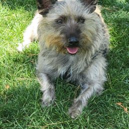 He was so fluffy and scruffy