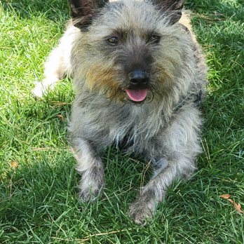 Erika's Pet Grooming - He was so fluffy and scruffy - Pet Groomers Near Me - Carson, California