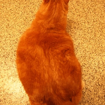 Orcas Animal Protection Society - The obese cat.. he's big.. you can't tell? Well, go see my other pix XD - Animal Shelters Near Me - Eastsound, Washington