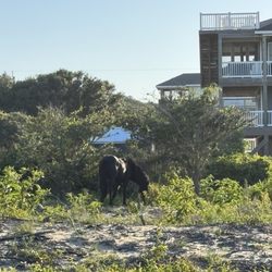 Back Country Safari Tours