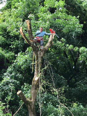 Tree Cutting & Maintenance - We offer a consultation to understand where the tree needs to be cut. We need to analyze every branch especially because we always avoid hurting our clients' home/property. Sometimes a tree may just need a little trim, other times just maintenance, and other times we will cut to do stump removal. We want to ensure to give our clients the best solution for their tree services need. Contact us to schedule a service (302) 249-2541. Tree Cutting & Maintenance - We offer a consultation to understand where the tree needs to be cut. We need to analyze every branch especially because we always avoid hurting our clients' home/property. Sometimes a tree may just need a little trim, other times just maintenance, and other times we will cut to do stump removal. We want to ensure to give our clients the best solution for their tree services need. Contact us to schedule a service (302) 249-2541.