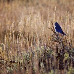 Fish Lake National Forest - Mountain Bluebirds were everywhere!!