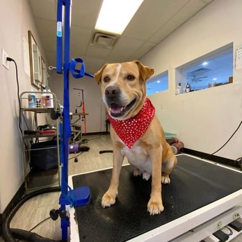 You Heavenly Dog - We love getting to know your pups! Does your dog love bath time or hate it? Let us know in our stories! - Pet Groomers Near Me - Fairview, Tennessee You Heavenly Dog - We love getting to know your pups! Does your dog love bath time or hate it? Let us know in our stories! - Pet Groomers Near Me - Fairview, Tennessee
