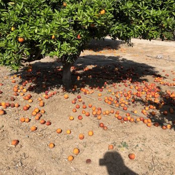 Citrus Plus Inc - Fruits & Veggies Near Me - Riverside, California