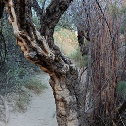 Santa Elena Canyon - 12/8/25