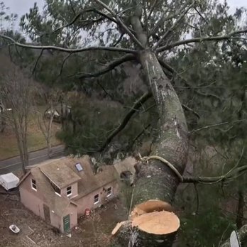 Virginia Tree Services - Tree Services Near Me Virginia Tree Services - Tree Services Near Me