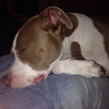 Dusty's Dog House - Tuckered out after the best day at Dustys. - Pet Groomers Near Me - Bayonne, New Jersey Dusty's Dog House - Tuckered out after the best day at Dustys. - Pet Groomers Near Me - Bayonne, New Jersey