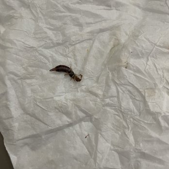 La Caravana - What in the actual fuck! I got a bug in my curtido I had to throw my entire food away! - Salvadoran Near Me - Pasadena, California La Caravana - What in the actual fuck! I got a bug in my curtido I had to throw my entire food away! - Salvadoran Near Me - Pasadena, California