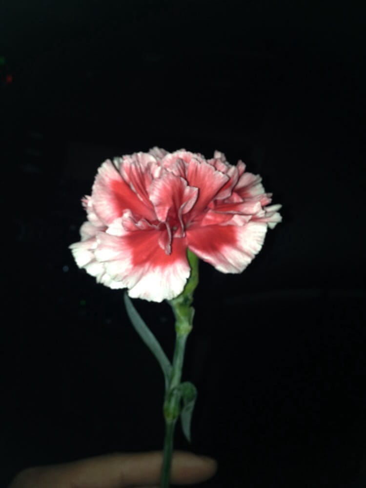 GREASE MONKEY 34 Reviews Oil Change Stations 55 W Parish Ln