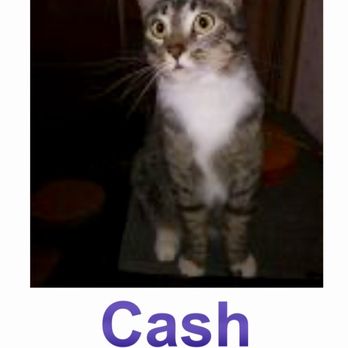 Southern Counties Rescue - Meow there! I'm ready for adoption! I'm ready for a purr-ever home! =^..^= - Pet Adoption Near Me Southern Counties Rescue - Meow there! I'm ready for adoption! I'm ready for a purr-ever home! =^..^= - Pet Adoption Near Me