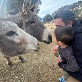Desert Rose Ranch - Petting Zoos Near Me - Virginia City, Nevada Desert Rose Ranch - Petting Zoos Near Me - Virginia City, Nevada