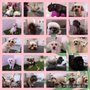 Photo of Canina Sandra