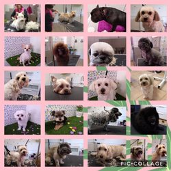 Canina Sandra