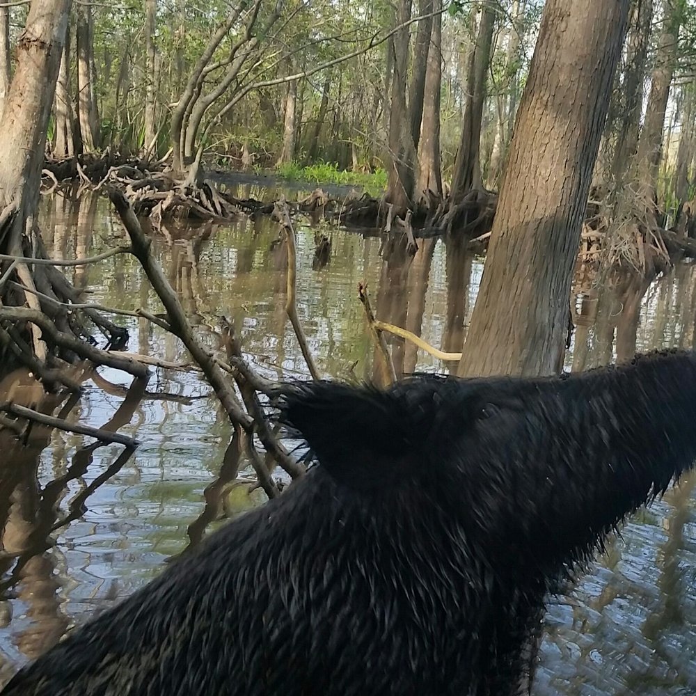 Pearl River Swamp Tours - Wild Boar on trip - Tours Near Me - Slidell, Louisiana Pearl River Swamp Tours - Wild Boar on trip - Tours Near Me - Slidell, Louisiana