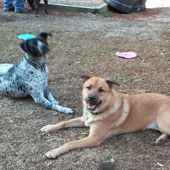 Sesquicentennial State Park - Sesquicentennial State Park dog park buddies resting after some fun playing. - Parks Near Me - Columbia, South Carolina Sesquicentennial State Park - Sesquicentennial State Park dog park buddies resting after some fun playing. - Parks Near Me - Columbia, South Carolina