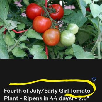 Hirt's Gardens - Hirt's post for 2 different tomato breeds is STILL up as of now. They just added Early Girl to the title since ebay made them - Nurseries & Gardening Near Me - Wadsworth, Ohio Hirt's Gardens - Hirt's post for 2 different tomato breeds is STILL up as of now. They just added Early Girl to the title since ebay made them - Nurseries & Gardening Near Me - Wadsworth, Ohio