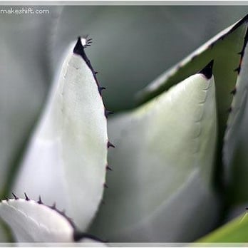 Volunteer Park Conservatory - Parks Near Me - Seattle, Washington Volunteer Park Conservatory - Parks Near Me - Seattle, Washington