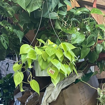 Country Plants - I'm coming back for you ! - Nurseries & Gardening Near Me - Santa Monica, California Country Plants - I'm coming back for you ! - Nurseries & Gardening Near Me - Santa Monica, California