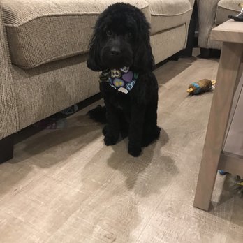 WAGZ - Pet Groomers Near Me - Westchester, California WAGZ - Pet Groomers Near Me - Westchester, California