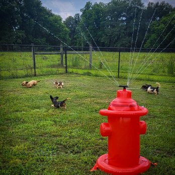 Circle City Boarding - Pet Boarding Near Me
