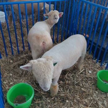 New York State Fair - Lamb - Festivals Near Me - Syracuse, New York New York State Fair - Lamb - Festivals Near Me - Syracuse, New York