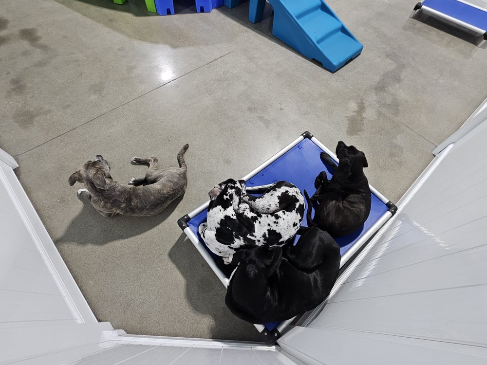 Hounds Town - Springboro - pet boarding facility in Springboro, OH