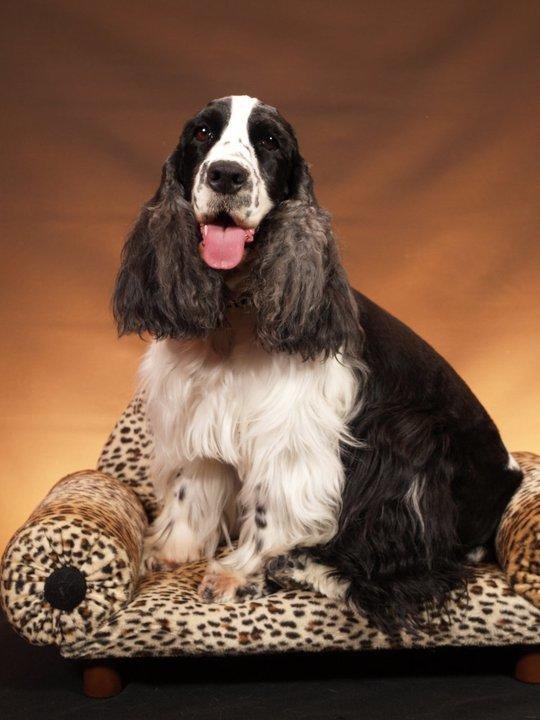 DOG GONE PRETTY PET SALON Updated September 2024 11 Photos 3050 N