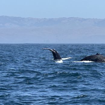 Sub Sea Tours - The whales soon followed - Rafting/Kayaking Near Me - Morro Bay, California