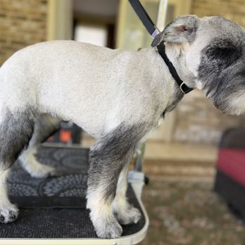 Comfy Pups Spa - Pet Groomers Near Me Comfy Pups Spa - Pet Groomers Near Me