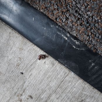 Park Pointe Hotel - Bugs - Hotels Near Me - South San Francisco, California